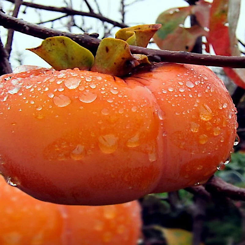 Japanese Persimmon Tree Seeds - 10 Pack - Diospyros Kaki - Hardy Fruit Plant for Asia Garden