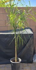 Queen Palm Tree Sapling, 5.5 Feet Tall, Archontophoenix alexandrae, Live Indoor/Outdoor Plant