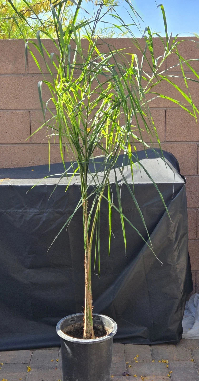 Queen Palm Tree Sapling, 5.5 Feet Tall, Archontophoenix alexandrae, Live Indoor/Outdoor Plant