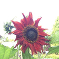 Red Sun Sunflower Seeds - Heirloom Non-GMO Pack of 25+ for Garden Planting - Helianthus annuus