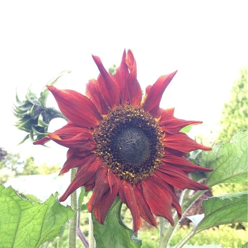 Red Sun Sunflower Seeds - Heirloom Non-GMO Pack of 25+ for Garden Planting - Helianthus annuus