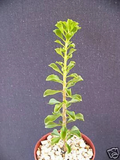 Pereskia portulacifolia Live Plant 4-Inch Rare Leafy Cactus Bonsai-Style Ornamental Succulent
