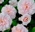 Heirloom Rose Cuttings 16 Premium Cecile Brunner Fragrant Pink Bushes Rosa 'Cecile Brunner'