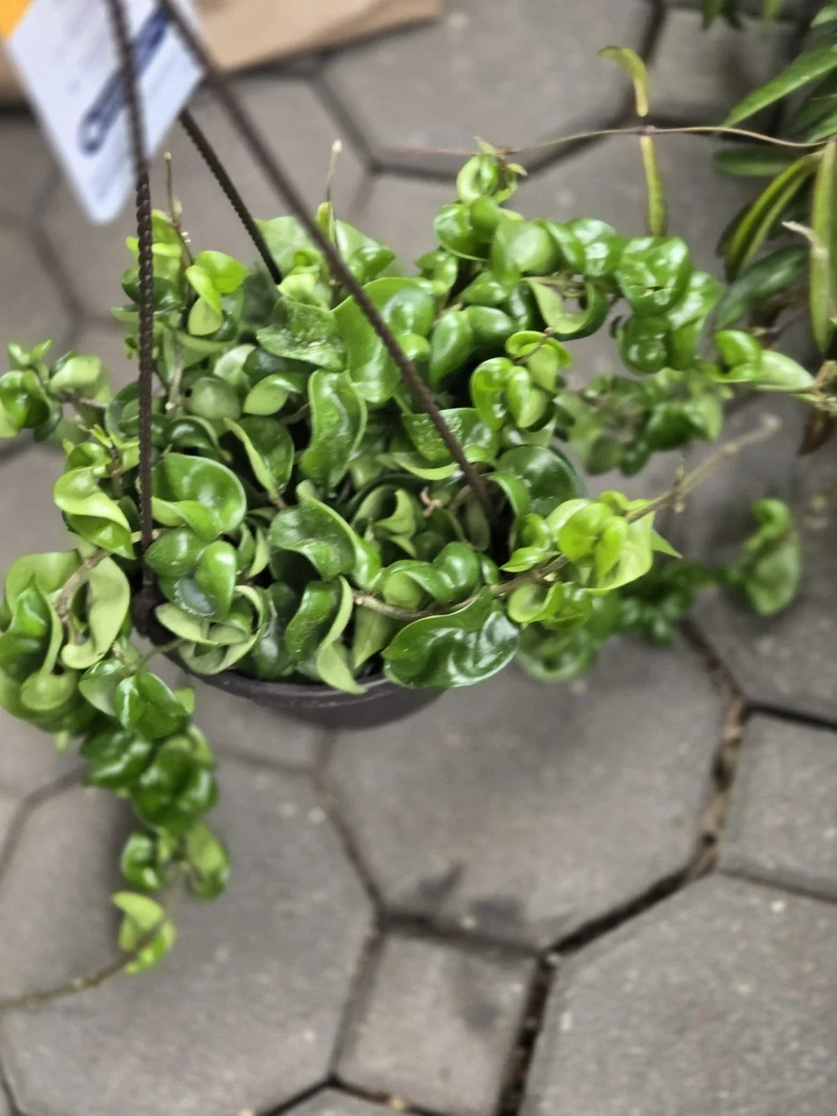 Hoya Hindu Rope Plant Cutting - Wax Plant, Hoya carnosa var. compacta, Indoor Houseplant, Succulent Greenery