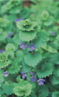 Creeping Charlie Live Vine Plant - 10 Rooted Knots Glechoma Hederacea Indoor Hanging Greenery