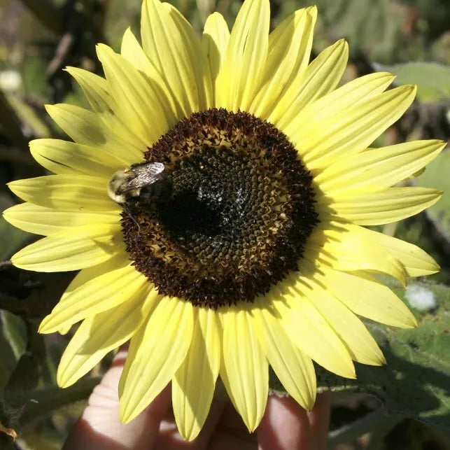 Lemon Queen Sunflower Seeds - 50+ Large Colorful Helianthus annuus Flower Seeds for Garden, Borders, Containers