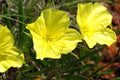 125 Seeds - Ozark Sundrop Yellow Primrose (Oenothera macrocarpa) - GroCo Seed Pack