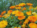 Calendula Seeds 500+ Pack, Vivid Golden Blooms, Newly Harvested, Calendula officinalis