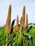 Pearl Millet Grass Seeds for Planting, Ornamental Variety, Pennisetum glaucum, Drought-Resistant, Fast-Growing