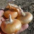 Cipollini Onion Seeds 200+ Count - Yellow Sweet Heirloom Organic NON-GMO - Allium cepa