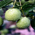 Jojoba Tree Seeds - Simmondsia chinensis - Oil-Rich Medicinal Fruit Plant - Drought-Resistant Shrub for Garden