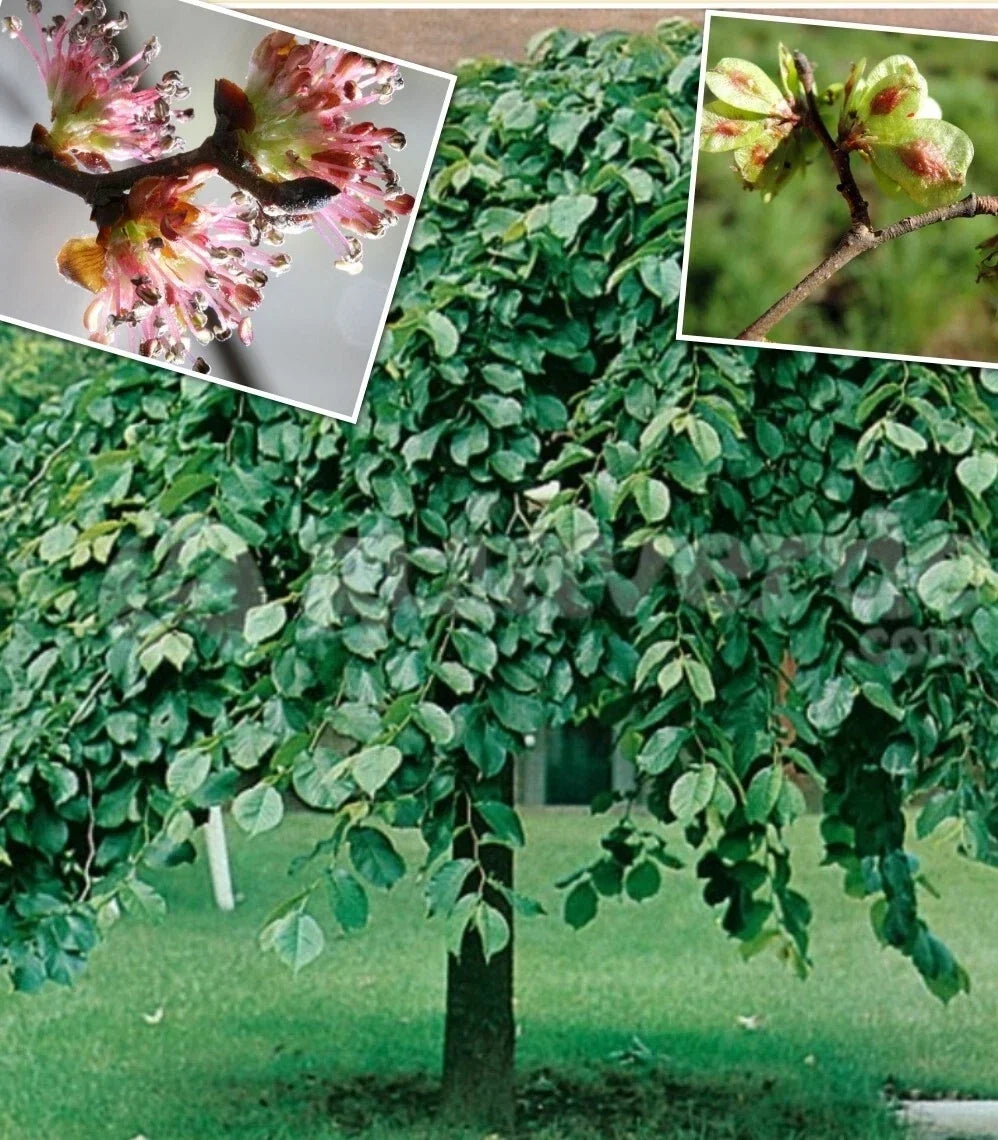 Elm Tree Seeds - Organic Heirloom Ulmus americana - 25+ Seeds for Sustainable Gardening