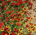 Coreopsis Seeds - 1000 Semi-Dwarf Red Heirloom for Pollinators & Bees - Non-GMO Coreopsis tinctoria