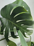 Large Rooted Monstera Deliciosa Cutting | Tropical Swiss Cheese Plant | Indoor Houseplant in 4-Inch Pot