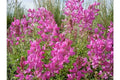 Northern Sweetvetch Seeds - 51+ Premium Native Wildflower - Drought Tolerant, Heat & Cold Hardy, Poor Soils Adaptable