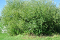 Live Basket Willow Cuttings 4 Pack - Salix Viminalis - Easy to Grow for Landscaping and Garden Projects
