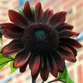 Chocolate Cherry Sunflower Seeds | Maroon Burgundy Deep Dark Red Flower Seed | Helianthus annuus