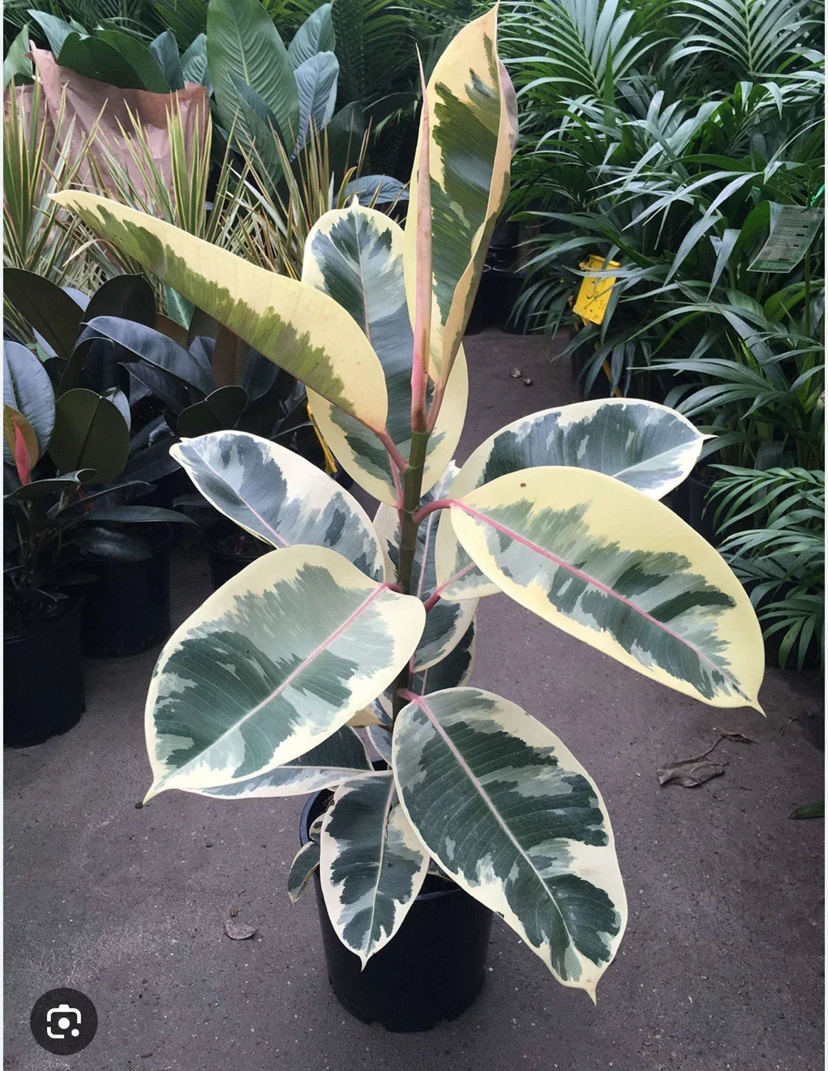 Tineke Rubber Tree Plant - Small Rooted Ficus elastica Variegated Green and White Leaves - Indoor Starter Plant