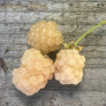 Snowbank White Blackberry Plant - Live Plant for Zones 5-8 - Rubus fruticosus Variety