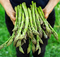 Asparagus Seeds - 100+ Non-GMO Heirloom Organic - Mary Washington - Perennial Vegetable - Asparagus officinalis
