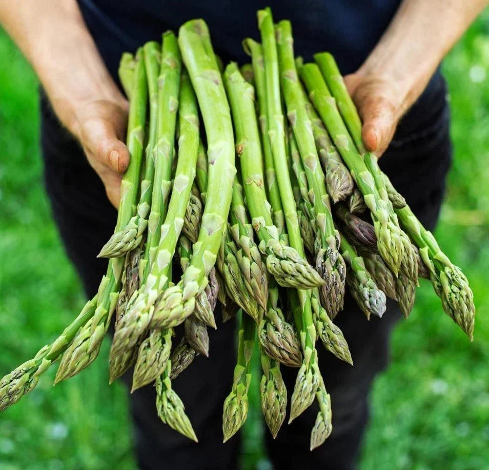 Asparagus Seeds - 100+ Non-GMO Heirloom Organic - Mary Washington - Perennial Vegetable - Asparagus officinalis