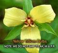 Yellow Trillium Bulbs - 5 Bare Root Wildflowers for Woodland Shade, Trillium luteum, Zones 4-9