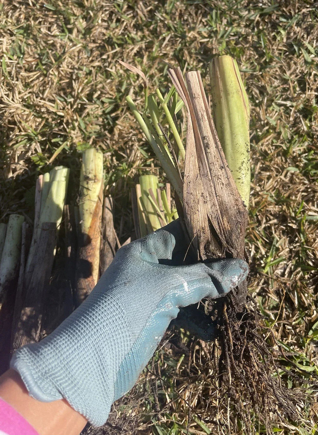 Live Lemongrass Plants - 4 Rooting Stalks for Mosquito Repellent, Tea & Cooking - Cymbopogon citratus
