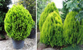 Chinese Arborvitae Seeds – Thuja Orientalis for Privacy Hedge & Landscaping – Fast Growing Evergreen Plant Pack