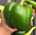 Giant Keystone Resistant Sweet Heirloom Organic Tomato Seeds - Non-GMO, Heirloom, Full Sun, 50+ Pack