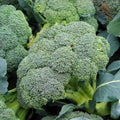 Heirloom Organic Broccoli Seeds - Waltham 29 Non-GMO Vegetable Seeds for Home Gardening - Brassica oleracea