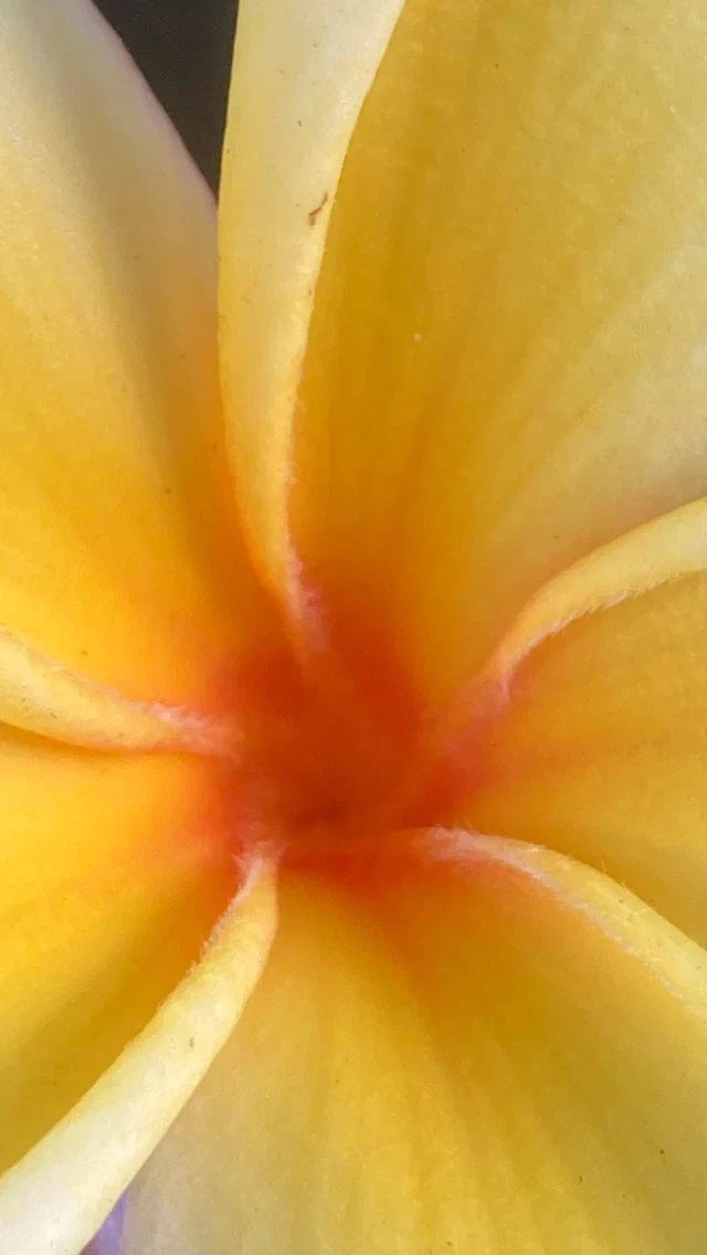 Hawaiian Mellow Plumeria Plants - 10+ White Yellow Pink Frangipani - Temple Tree #1 (Plumeria spp.)