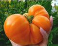 Amana Orange Tomato Seeds – Heirloom Organic Non-GMO – Solanum lycopersicum – Juicy Orange Tomato for Home Garden & Container