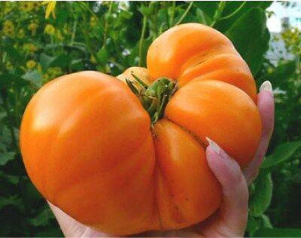 Amana Orange Tomato Seeds – Heirloom Organic Non-GMO – Solanum lycopersicum – Juicy Orange Tomato for Home Garden & Container