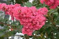 Dark Pink Cape Myrtle Seeds - Perennial Lagerstroemia indica Flowering Tree, Vibrant Summer Blooms, Pollinator Attractant, 20 Seeds