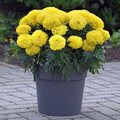 Inca Yellow Marigold Seeds - 25+ Tagetes erecta Seeds for Garden Planting - USA