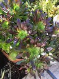 Large Bicolor Aeonium Succulent Cuttings - Drought Tolerant, Rosette-Forming, Aeonium arboreum