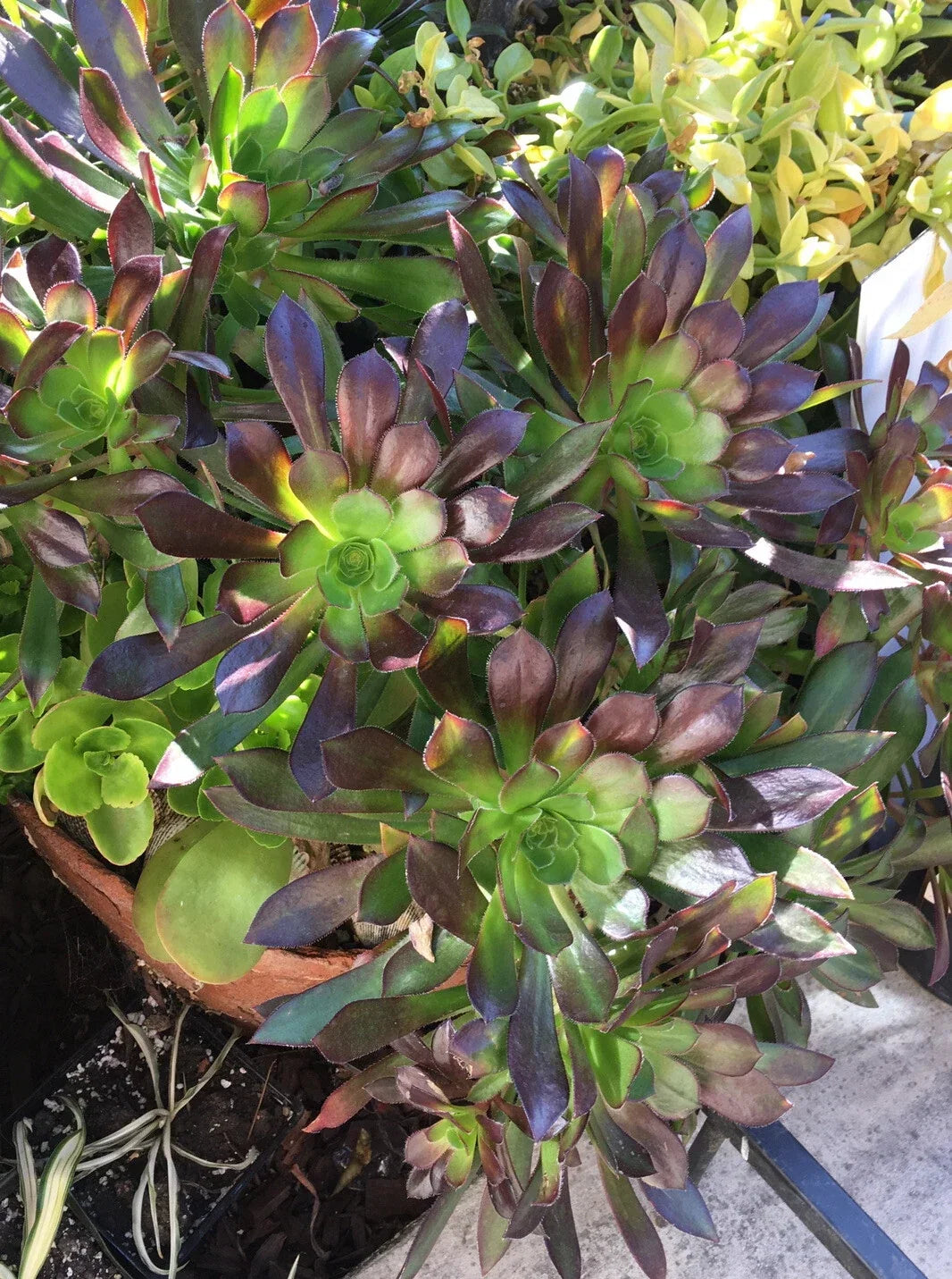 Large Bicolor Aeonium Succulent Cuttings - Drought Tolerant, Rosette-Forming, Aeonium arboreum
