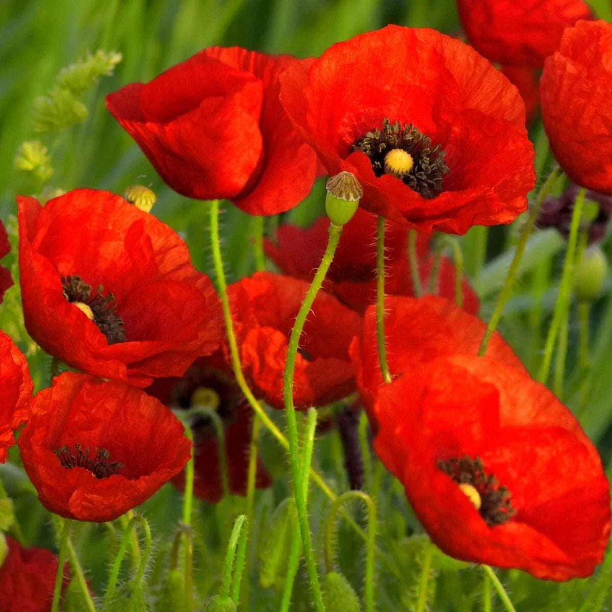Red Poppy Wildflower Seeds 1/4 lb - Papaver rhoeas - Annual, Vibrant Red Blooms, Bee & Butterfly Attractant, Mylar Seed Packet