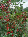 Live Small Vine Cherry Tree Plant | Sweet Cherry Variety | Prunus avium | USA Seller