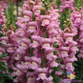 Snapdragon Seeds - 1000+ Opus Lavender Antirrhinum majus Garden Flower Seeds for Borders & Containers