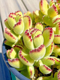 Rare Cotyledon Variegated Bears Paw Succulent Cutting 2-Inch - Live Unrooted Plant for Propagation (Cotyledon tomentosa)