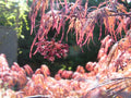 Japanese Maple Cuttings 4+4 Weeping Garnet Acer palmatum for Rooting and Grafting