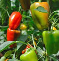 Bell Pepper Seeds, California Wonder Heirloom Variety, Large Fruit, Capsicum annuum, 20+ Seeds for Home Gardening