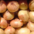 Walla Walla Sweet Onion Seeds | Heirloom Non-GMO Allium cepa | Bulb Growing Packet for Gardeners