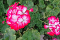 Rare Red & White Geranium Live Plant Starter Cutting 2"x6" Pelargonium Species