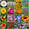 Perennial Wildflower Mix - 15 Species Variety Packet - Easy Grow Wildflowers for Gardens - Native Flower Seeds