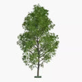 Hybrid Poplar Tree Cuttings - 3 Pack - Fast Growing Privacy & Shade Trees - Populus deltoides x Populus nigra