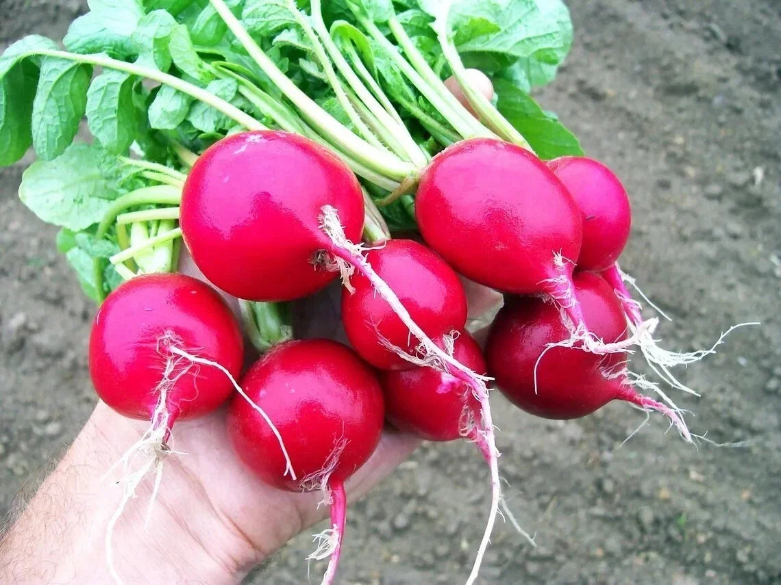 Organic Heirloom Cherry Belle Radish Seeds - Non-GMO, Fast Growing Vegetable Seeds for Garden & Container Planting