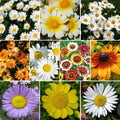 Daisy Wildflower Seed Mix - 10 Species Variety Packet for Colorful Blooms & Pollinator Attraction