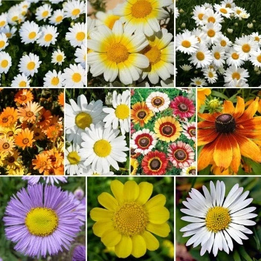 Daisy Wildflower Seed Mix - 10 Species Variety Packet for Colorful Blooms & Pollinator Attraction